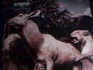 INTERPOL - our love to admire -  2LP'S New (sealed)