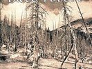 Hate Forest - Sorrow [Vinyl New]