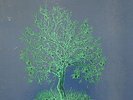 Nick Drake Fruit Tree: The Complete Recorded Works. 3 wunderschöne LP`s von 1970