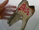 Holy Molar - S/T 10