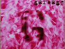 Garbage - Garbage 6x7