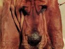 Ty Segall - Goodbye Bread (NEW 12