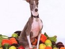 Shellac - Excellent Italian Greyhound  Vinyl LP 9  Tracks Alternative Rock  Neu