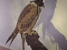 ICEAGE - You're Nothing - LP