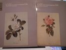 Bach/Clement 'Six Cello Suites' L'Oiseau-Lyre Stereo 2-LP's OLS 133/134 NM/NM-