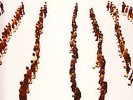 JB'S ALL STARS 'ALPHABET ARMY' 12'' 2 TWO TONE 1985