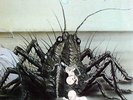 Kraut LP A-L 40 - BIRTH CONTROL - OPERATION - Ohr D 1971 - EX(-) / EX(+) Hear