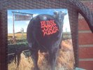Blink 182  Dude Ranch ORIGINAL vinyl LP 1st pressing on Grilled Cheese RARE