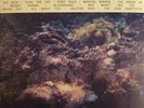 Sudden Death Of Stars - All Unrevealed Parts Of The Unknown [Vinyl New]