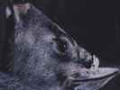 Toe - Book About My Idle Plot On A Vague Anxiety Vinyl US LP