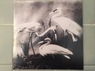 The Dead Weather Vinyl 45 Third Man Vault Package Record