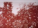 GALAXIE 500 - Today - LP