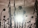 Dead can dance Anastasis vinyl (2lp)