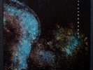 TUXEDOMOON pinheads on the move CRAMBOY 2xLPs EX+/NM