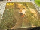 DARYLL WAY'S WOLF - CANIS LUPUS - RARE DERAM PROGRESSIVE ROCK LP - MINT-