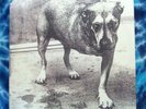 Alice In Chains  SELF TITLED (S/T)  Columbia C2-67248