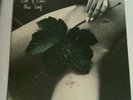LP EAST OF EDEN - NEW LEAF - D - ORIGINAL HARVEST in MINT-