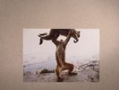 SHELLAC - Dude Incredible - 180 gram vinyl LP + CD