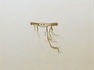 Jose Gonzalez - In Our Nature Vinyl LP NEU 0550542