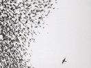 WILCO - SKY BLUE SKY NEW VINYL