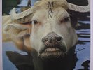 MAN: 2 Oz Of Plastic With Hole In The Middle LP (Germany 'cow' cover w/ intact