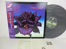 THIN LIZZY Black Rose LP Vinyl JAPAN NIPPON PHONOGRAM VERTIGO 17PP-2 /W OBI