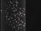 MOTORAMA Poverty - LP / White Vinyl + MP3 (Joy Division)