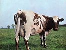 Rock H-R LP 52 - PINK FLOYD - ATOM HEART MOTHER - Harvest D 1974 (1970) - EX(+)
