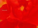 MOTORPSYCHO - LET THEM EAT CAKE (ROSE COLOURED VINYL)  VINYL LP NEW+