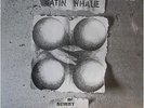 Satin Whale:  