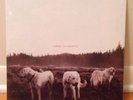 Foxing - The Albatross : Vinyl Record New Triplecrown Count Your Lucky Stars