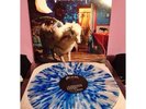Fall Out Boy Infinity on High Hot Topic Splatter Vinyl OOP
