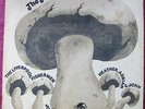VARIOUS ARTISTS  THE MUSHROOM FOLK SAMPLER     RARE