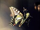 Isam - 2 DISC SET - Amon Tobin (2011, Vinyl NEW) 180gm/5MM Sleeve