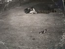 JOHN ZORN NAKED CITY nonesuch 79238 Bill Frisell Fred Frith New York avant jazz