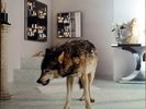GRINDERMAN 2 - LP, CD, Poster, 16 Page Booklet  ULTRA - RAR  Vinyl 
