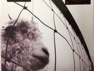 Pearl Jam - Vs LP [Vinyl New] 180gm Audiophile Import Remastrd Gatefold MOVLP282