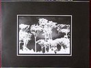 PAUL NOVA | TREES WITHOUT LEAVES | RARE SYNTH LP UNPLAYED