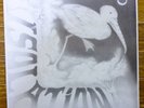 ISOLATION   Rare UK Folk Progressive Spring Fantasy Free Shipping