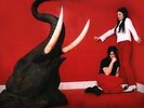 WHITE STRIPES ELEPHANT RSD 2013 COLORED VINYL RECORD STORE DAY