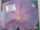 TAS SHEFFIELD LAB audiophile press DON RANDI & QUEST New Baby LP MINT SEALED
