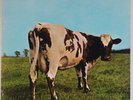 PINK FLOYD: Atom Heart Mother HARVEST USA vinyl lp SUPER CLEAN VG++ Beauty