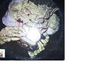 Black Cat Bones Barbed Wire Sandwich 1970 US PIP Records LP