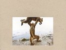 SHELLAC DUDE INCREDIBLE LP VINYL 33RPM NEW