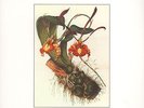 Botanist - VI: Flora Vinyl US LP