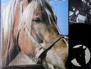 TERVEET KADET The Horse Finish LP 1985 ORG Barabbas HC Punk KBD Rattus Kaaos