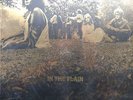 The Savage Rose In The Plain NEAR MINT Polydor Vinyl LP