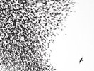 WILCO 