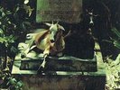 spirits and worm - in memory of---- ( USA   ) akarma - re-release - LP