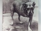 ALICE IN CHAINS  S/T  1995 2LP 1st US issue 2LP Ltd.  EX/NM